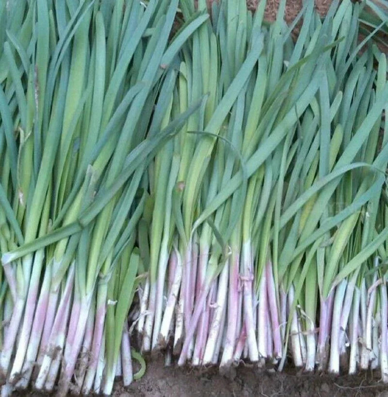 Garlic Chives Seeds - 200+ Seeds - Fragrant Purple Variety - Allium tuberosum