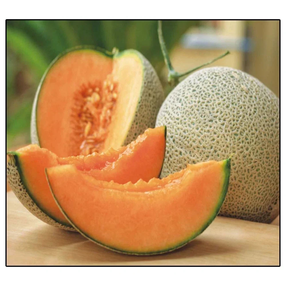 Jumbo Hales Cantaloupe Melon Seeds – Non-GMO Heirloom Cucumis melo for Home Garden, Urban Farming, Juicy, Sweet, Vining