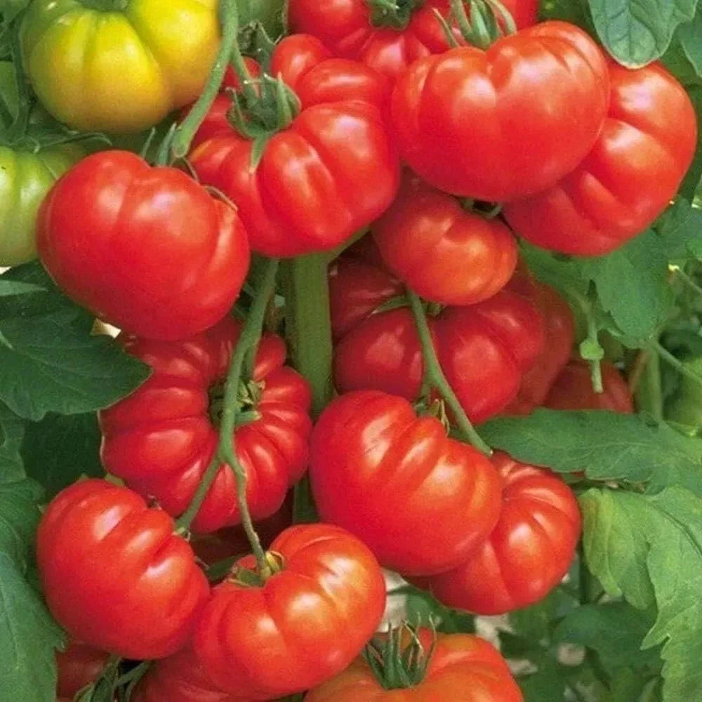 Organic Beefsteak Tomato Seeds – Heirloom Solanum lycopersicum for Juicy, Flavorful Home Garden Harvest