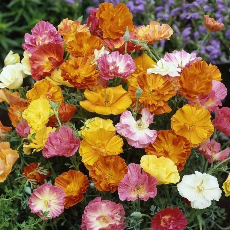 Poppy Flower Seeds 50 Count Ballerina Mix - Papaver rhoeas
