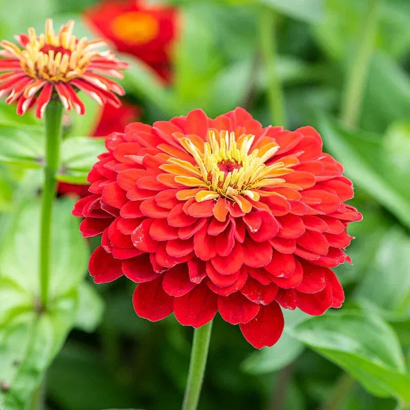 Scarlet Flame Zinnia Seeds - 100+ Zinnia elegans Seeds - USA Grown