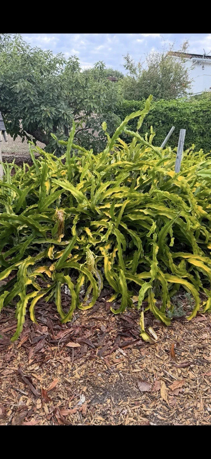 Dragon Fruit Cuttings 4 Pack No Roots Hylocereus undatus USA Grown Indoor Outdoor Plant