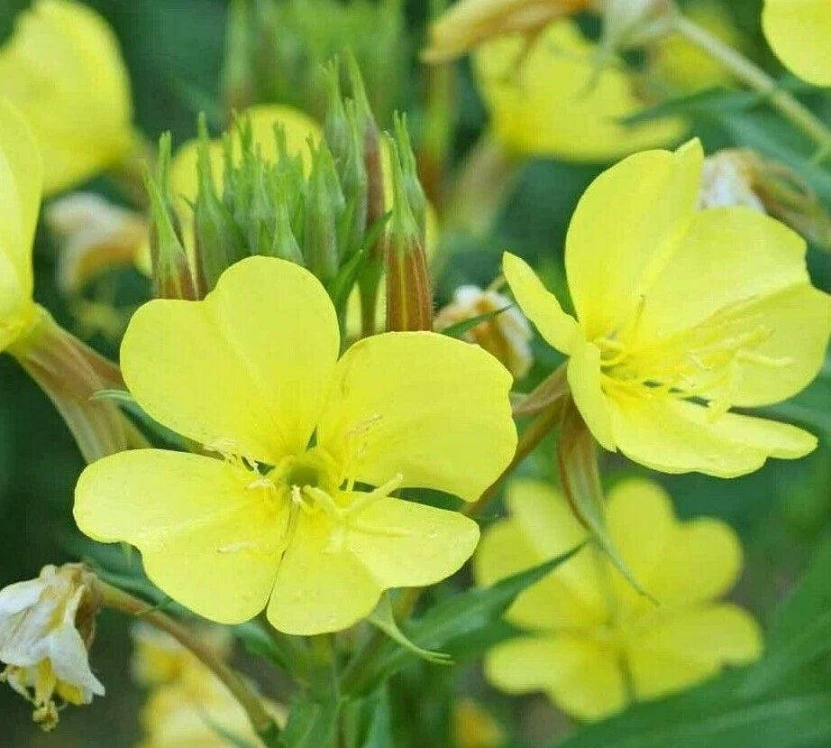 Evening Primrose Seeds 2000+ Biennial Yellow Flowers Oenothera biennis for Garden, Wildflower, Border Plant