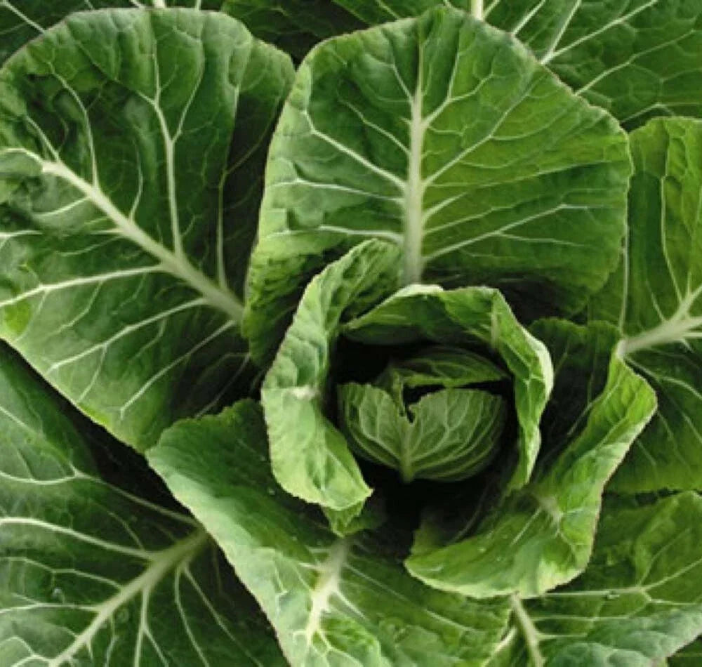 Collard Greens Seeds 500+ Non-GMO Heirloom Vates Variety Brassica oleracea for Home Garden, Leafy Greens, Nutritious, Easy to Grow