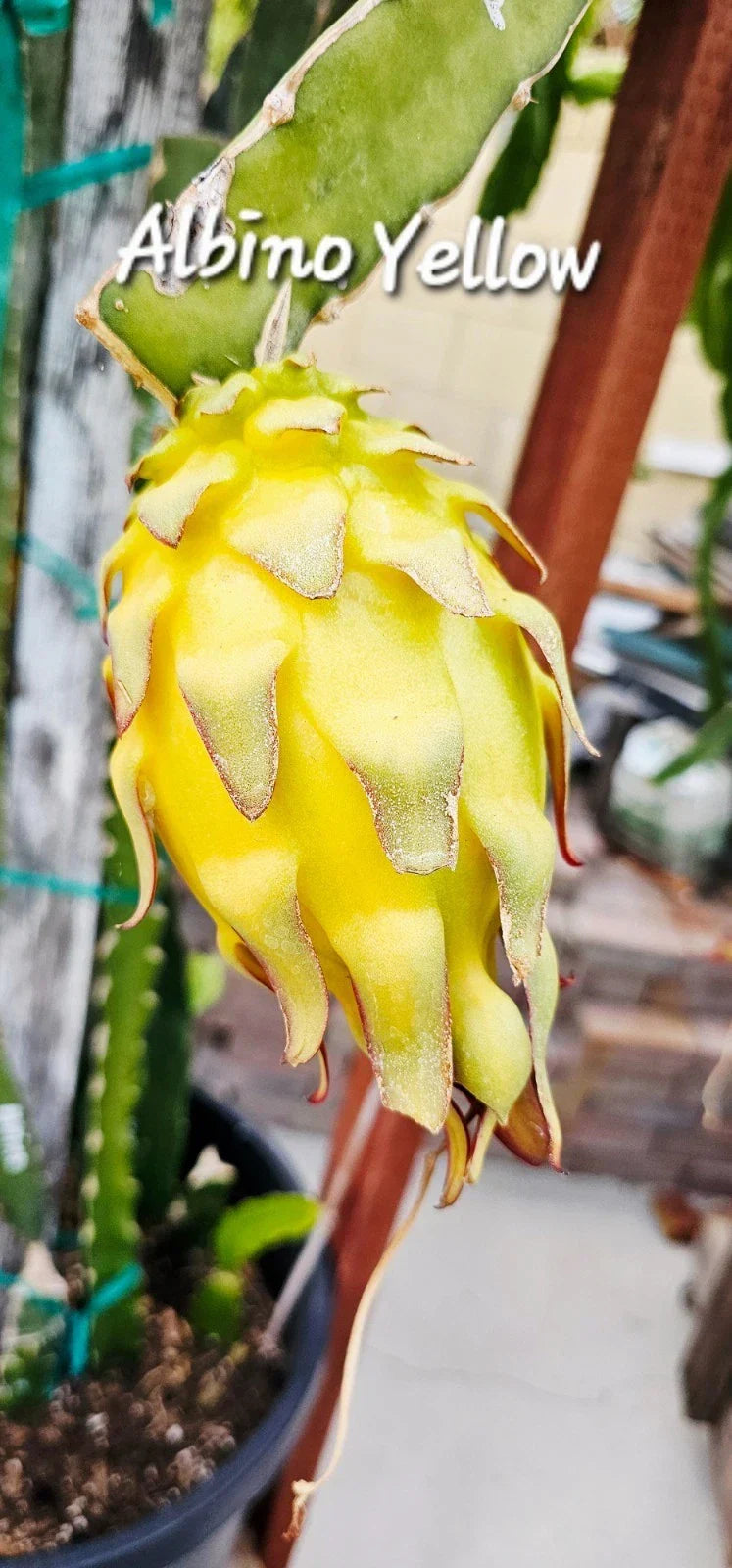 Albino Yellow Dragonfruit Cutting - Rooted 12-16 Inch Hylocereus megalanthus Climbing Cactus