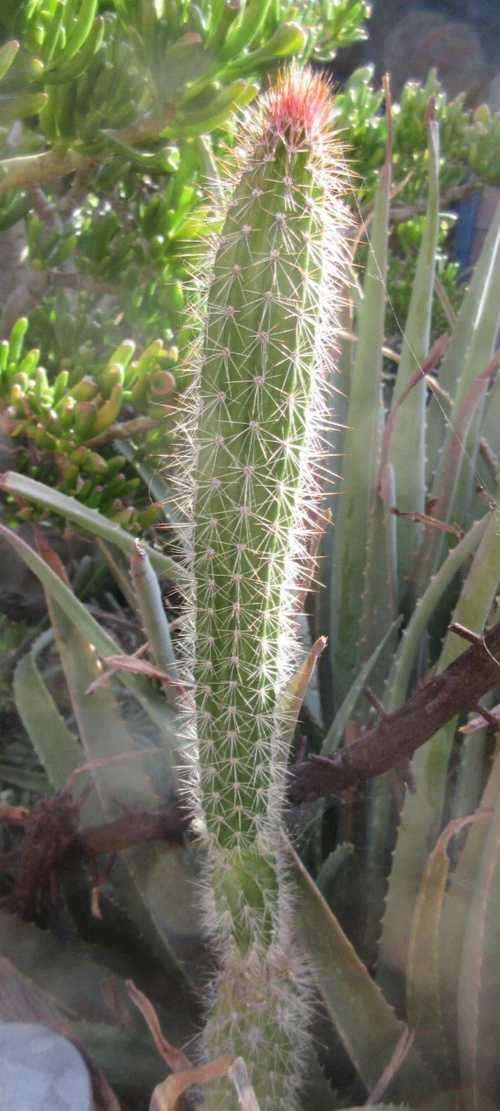 Snake Cactus Tip Cut 12" Peniocereus serpentinus Unique Desert Plant Propagation