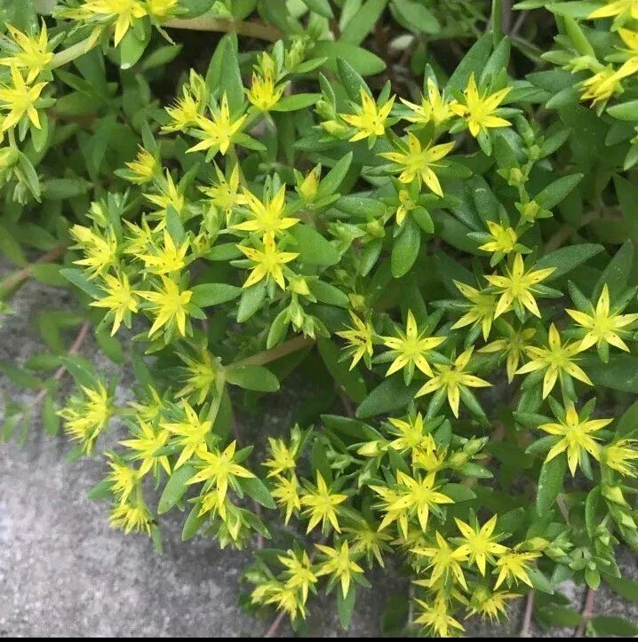 Sedum Cuttings 20 Pack Gold Moss Sedum Sarmentosum Perennial Succulents Ground Cover Rock Garden Plant