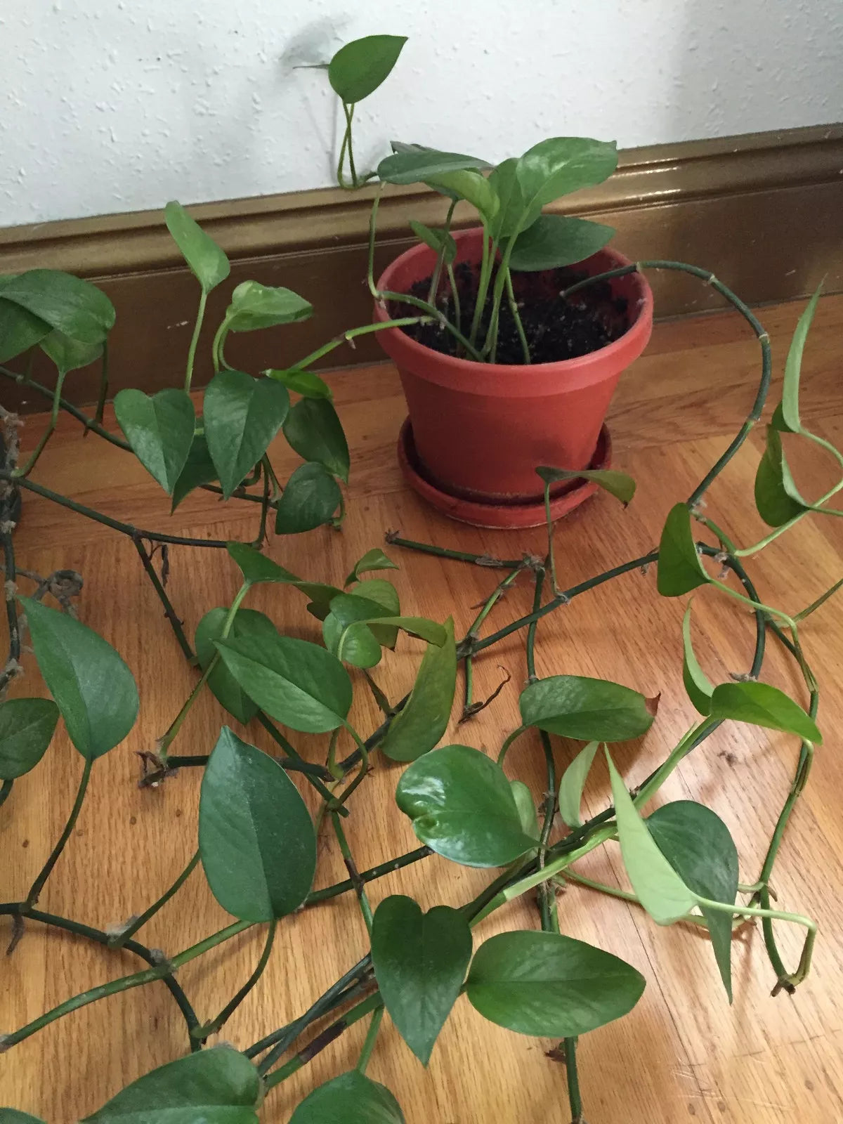 Organic Jade Pothos Cuttings - Live Epipremnum aureum Indoor Plant for Propagation, Green Foliage, Air Purifying