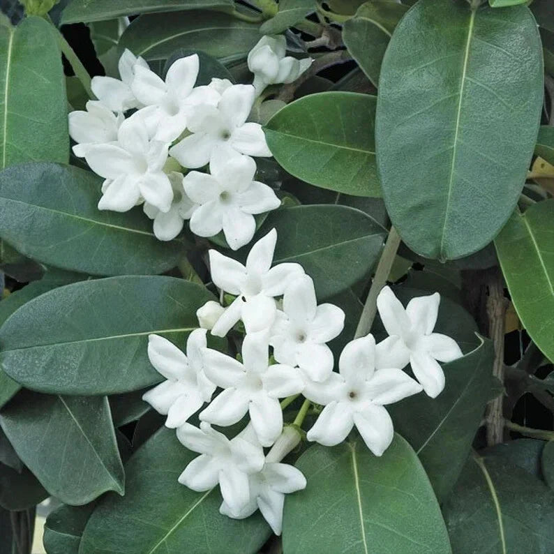 Madagascar Jasmine Starter Plant - Small Rooted Stephanotis floribunda Indoor Fragrant Houseplant