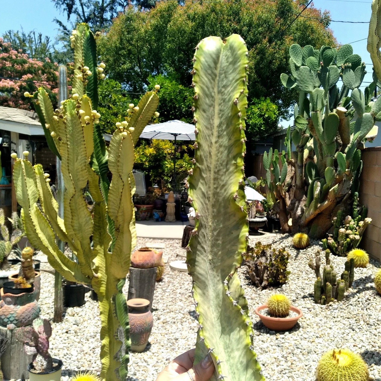 Euphorbia Ammak Variegated African Candelabra Cutting – 16" Succulent Plant for Indoor & Outdoor Decor