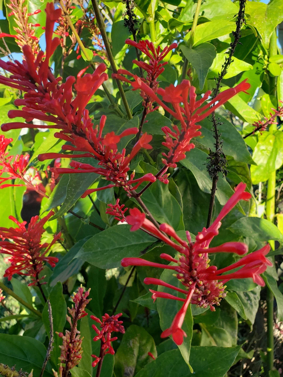 Red Odontonema Cuspidatum Firespike Plant - Rooted Starter - Cardinal’s Guard - Pollinator Friendly - Vibrant Red Flowers