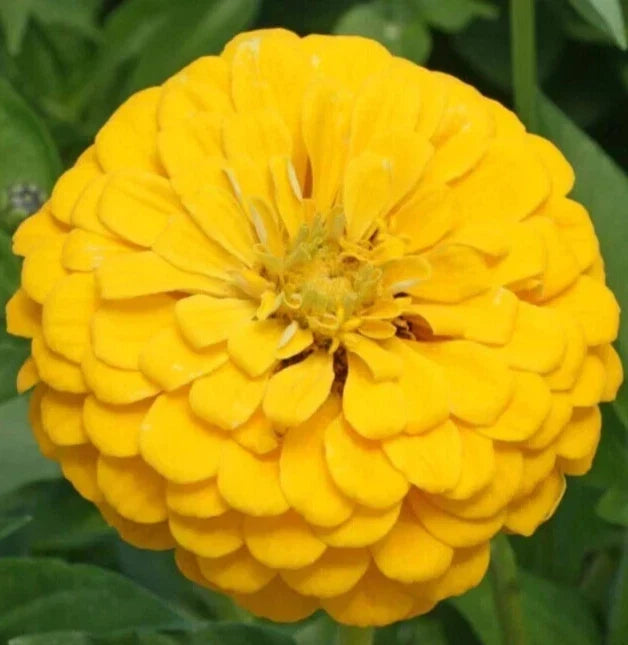 Canary Bird Zinnia Seeds - 200+ Yellow Annual Flower Seeds for Garden, Attracts Butterflies and Bees, Zinnia elegans