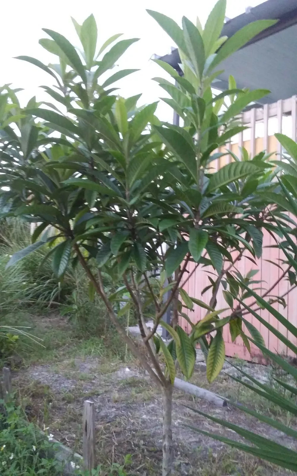 Loquat Tree Plant 4-8" Eatable Fruit Japanese Plum Tropical Leaves Eriobotrya japonica