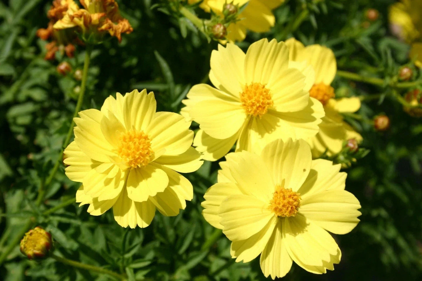Yellow Tall Cosmos Seeds - 90 Premium Cosmos sulphureus Flower Seeds for Garden, Bright Yellow Annuals, Easy to Grow