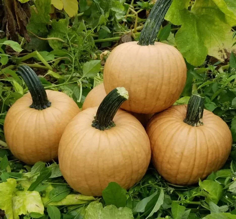 Hot Chocolate Pumpkin Seeds - 10 Heirloom Cucurbita pepo Seeds for Planting