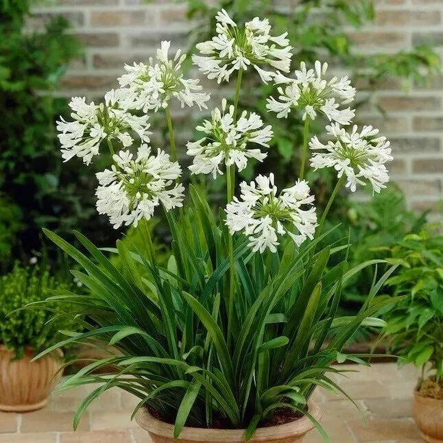 Agapanthus Seeds - 40 White Lily of the Nile - African Lily - Clumping Perennial - Agapanthus Scientific Name