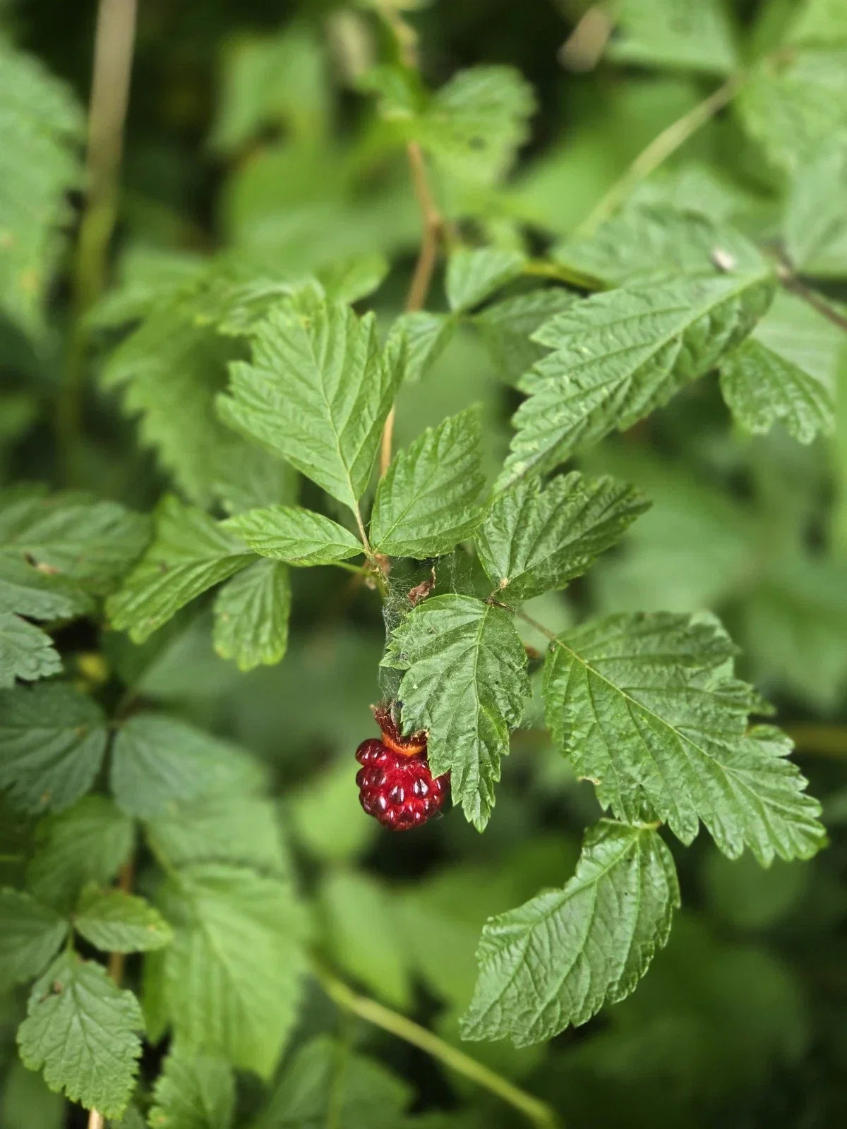 Live Salmonberry Plant Bare Root – Rubus Spectabilis Edible Berry Bush for Gardens, Native to Pacific Northwest