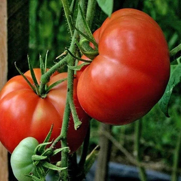 Big Boy Tomato Seeds - Organic Hybrid Solanum lycopersicum, Non-GMO, Heirloom, Large Juicy Tomatoes, 10+ Seeds