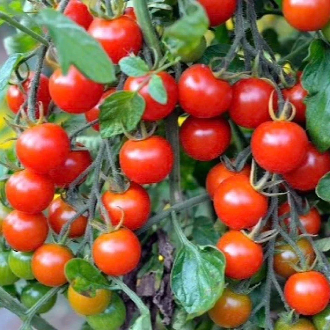 Tomato Seeds - 100+ Small Red Cherry Variety - Solanum lycopersicum - Heirloom, Organic, Garden, Container, Juicy, Sweet