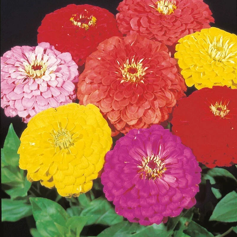 Giant Dahlia Mix Zinnia Seeds - 250+ Colorful Flower Seeds for Garden, Cut Flowers, Zinnia elegans, Bright Blooms