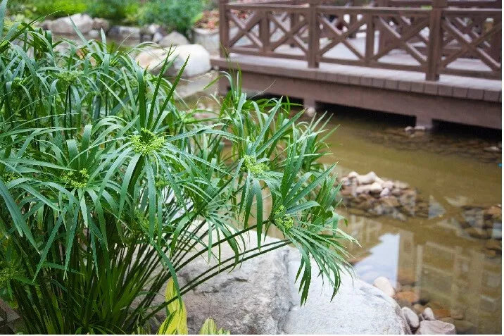 Umbrella Palm Seeds - Cyperus Alternifolius - 100+ Pack for Water Gardens, Ponds, Indoor Plants, Free Shipping