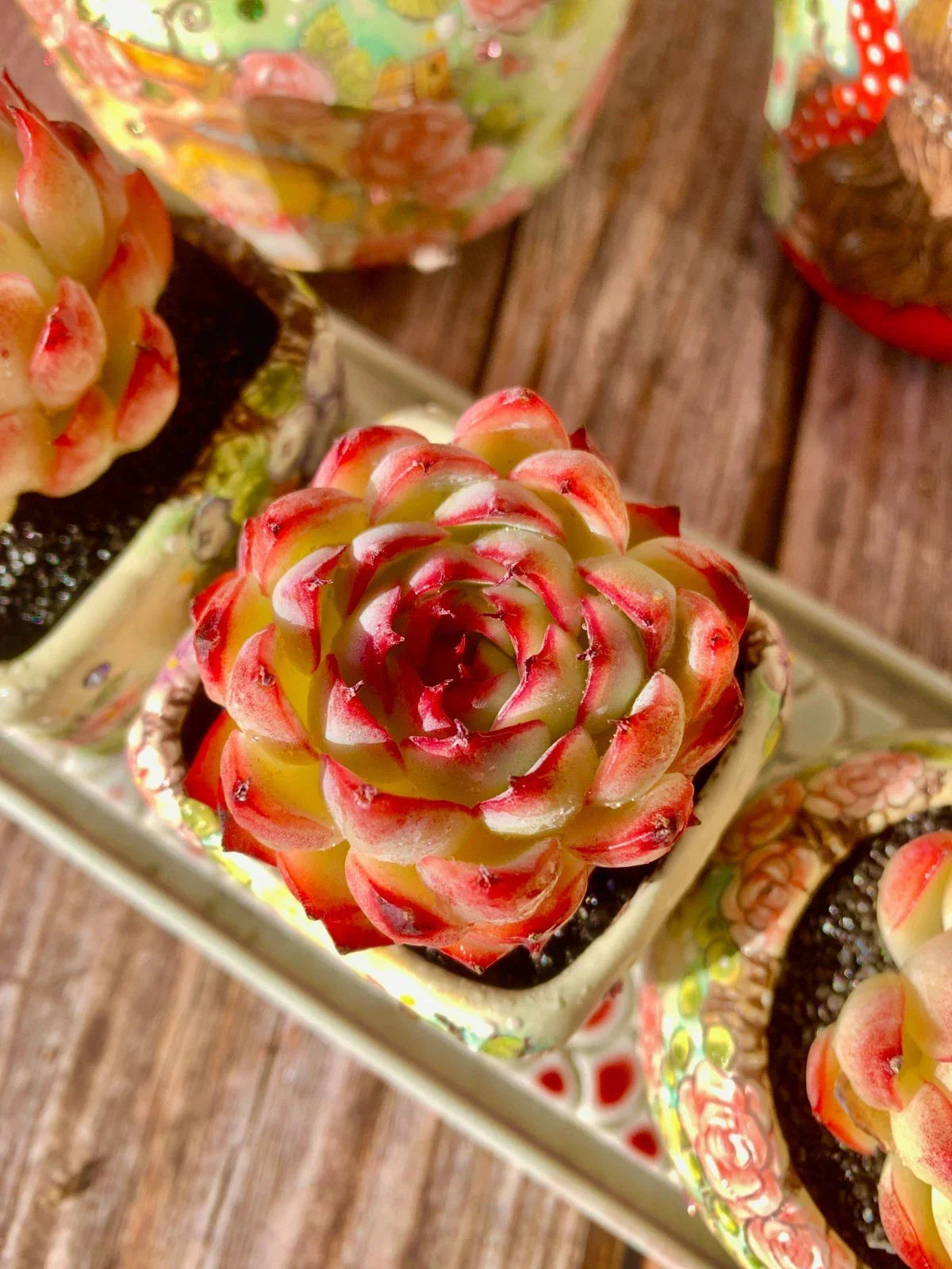 Succulent Plant - Bare Root Soul Fairy Rosette Succulent - Easy Care Indoor Gift & Wedding Favor - Delicate Pastel Colors