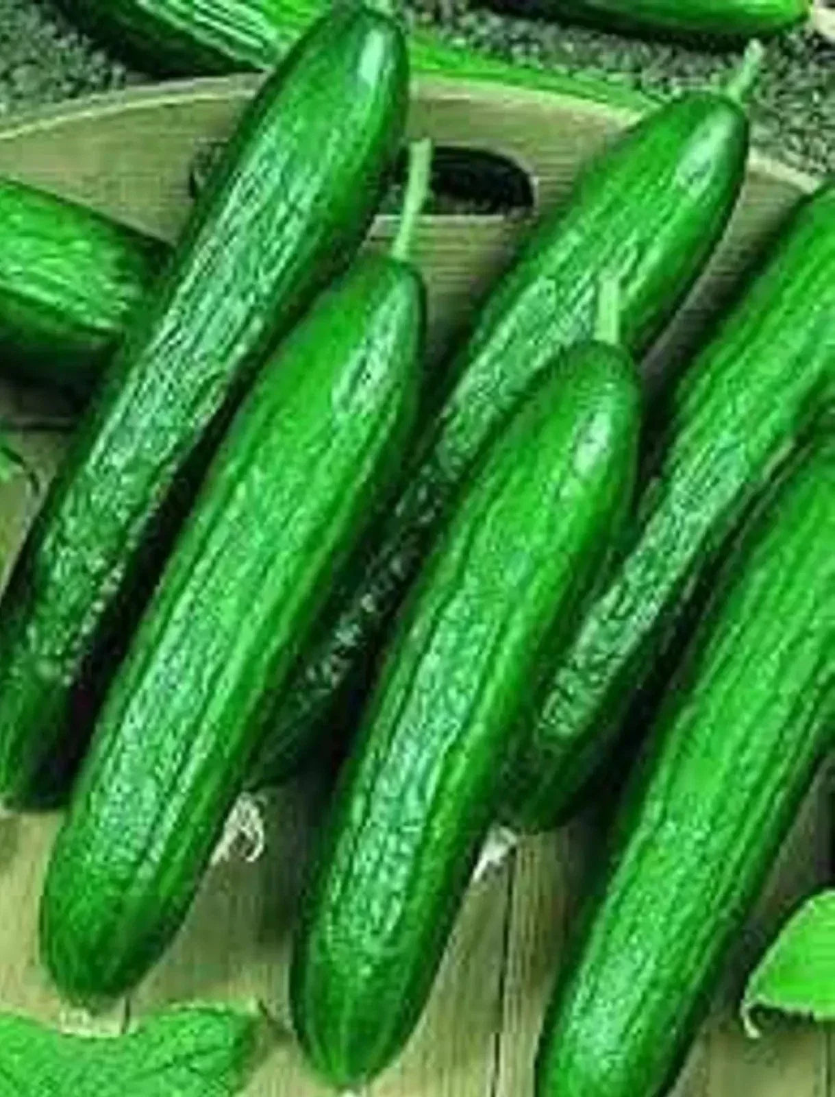 Beit Alpha Cucumber Seeds - Organic Heirloom Persian Lebanese Variety - Cucumis sativus, Vining, Non-GMO, 100+ Seeds