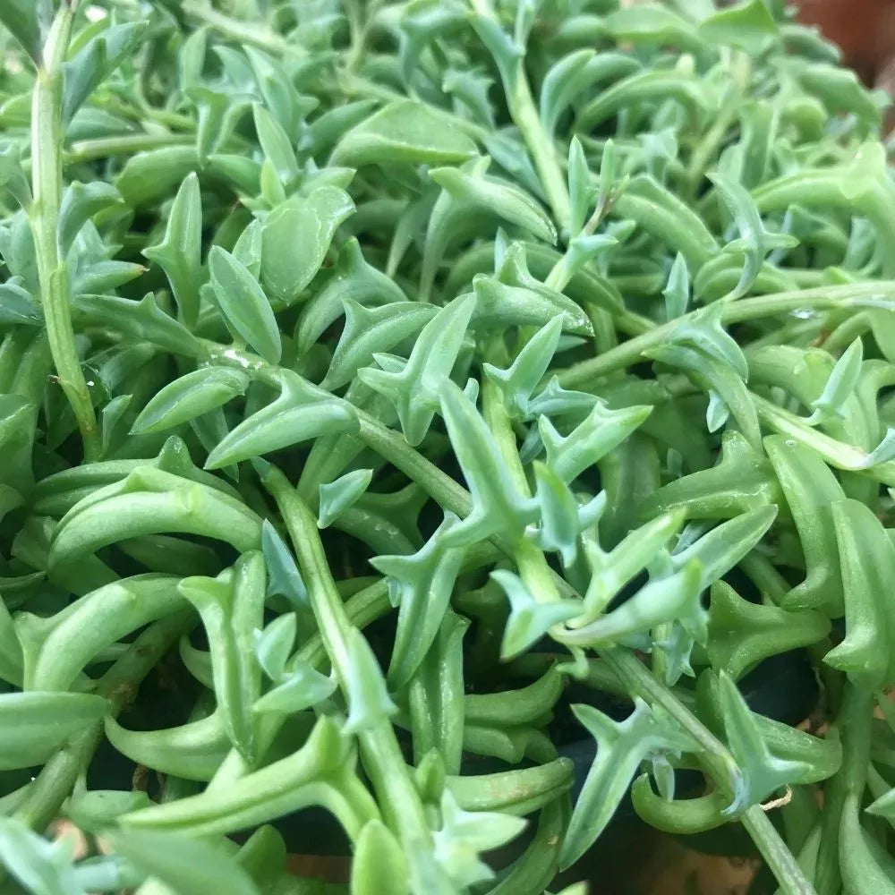 Rare Senecio Peregrinus Cuttings - String of Dolphins Succulent Plant, Unrooted 5" Long Indoor Houseplant