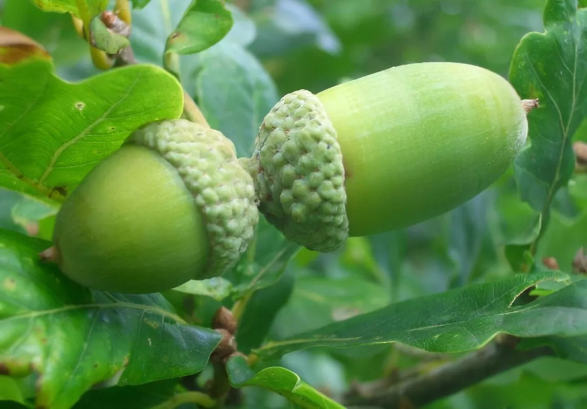 Acorn Seeds - 50 English Oak Acorns - Quercus robur - Mature Height 50-70 Feet - Zones 4-8