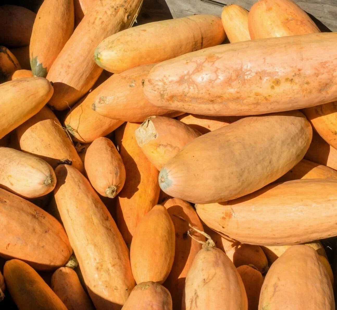 Pink Banana Jumbo Squash Seeds 15 Ct Non-GMO Cucurbita maxima Winter Vegetable, USA Grown