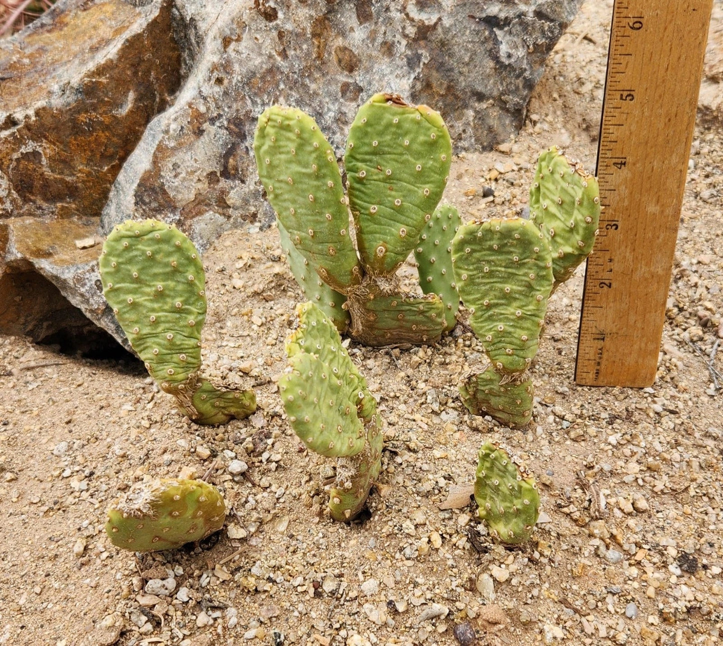 Heil's Beavertail Prickly Pear Cactus Live Rooted Opuntia basilaris var. heilii Drought-Tolerant Desert Plant