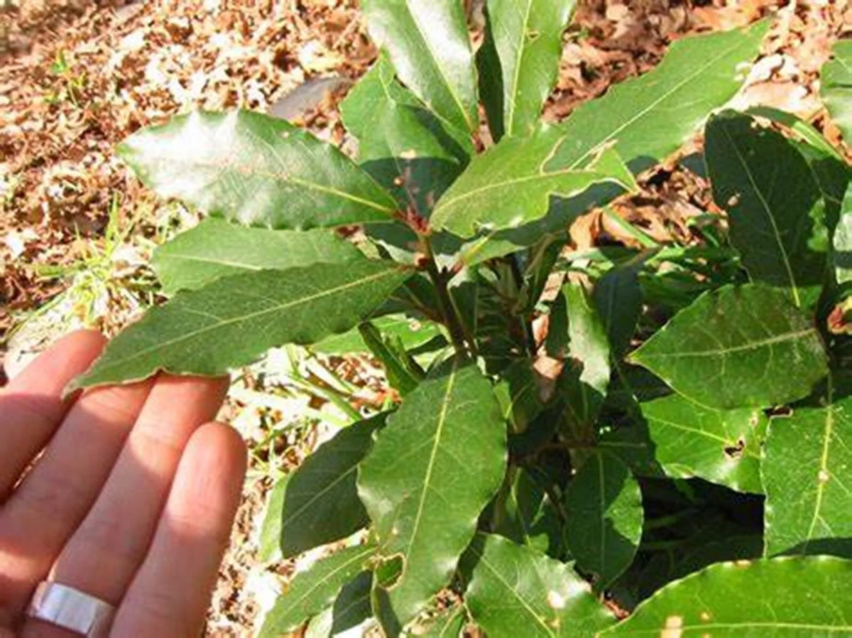 Sweet Bay Laurel Tree Seeds - 7 Pre-Stratified Laurus nobilis Seeds for Culinary & Garden Use