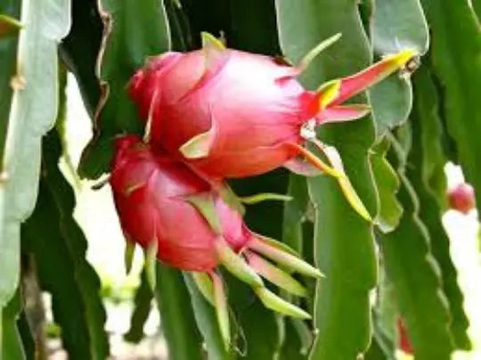 Organic Dragon Fruit Seeds - 30 Seeds, Hylocereus spp., Edible Pitaya Cactus, Tropical Fruit Plant for Garden or Pots
