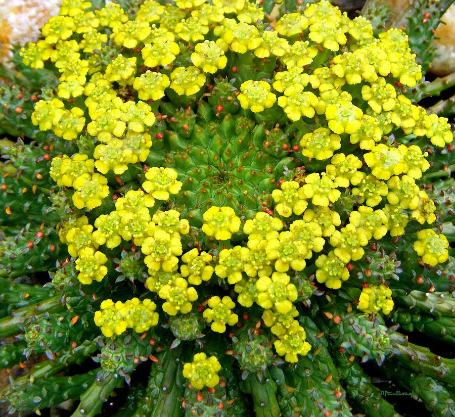 Euphorbia flanaganii 'Caput-Medusae' Cutting - 5" Succulent Plant with Unique Snake-Like Stems