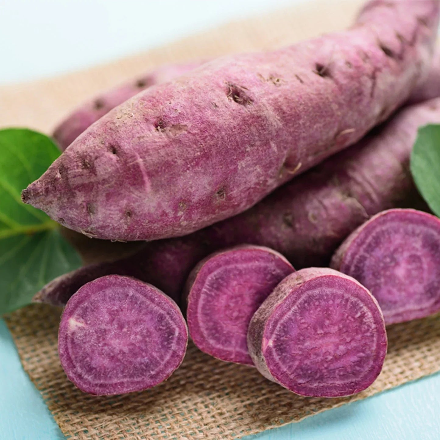 Organic Purple Sweet Potato Yams Seeds - 5 Pounds, Ipomoea batatas, Nutrient-Rich, Easy to Grow, Full Sun, Vining, Organic Planting Seeds