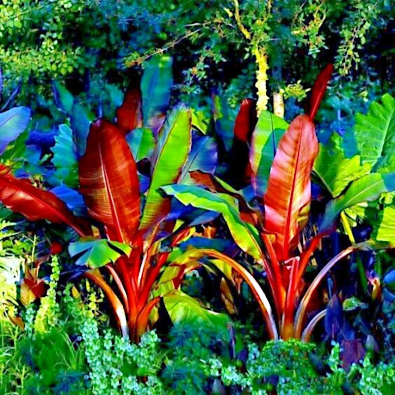Red Abyssinian False Banana Plant Seeds – Musa Ensete ventricosum, Tropical Garden, Landscaping, Rare Exotic Seeds