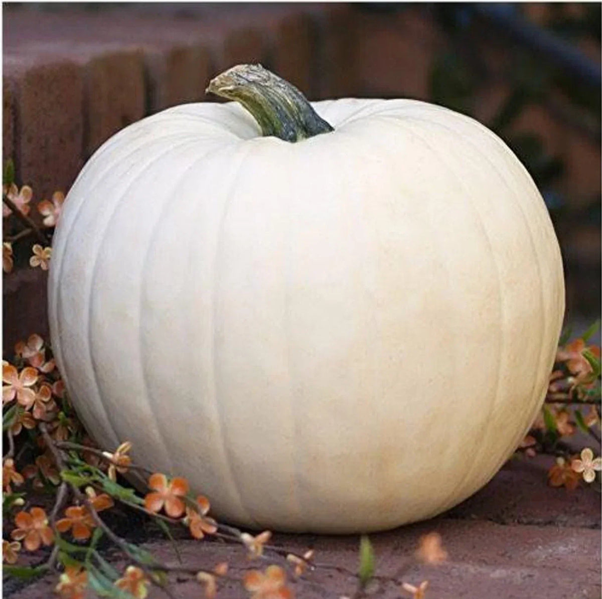 White Queen Pumpkin Seeds - 10 Non-GMO Heirloom Open-Pollinated Cucurbita pepo for Fall Decoration & Culinary Use