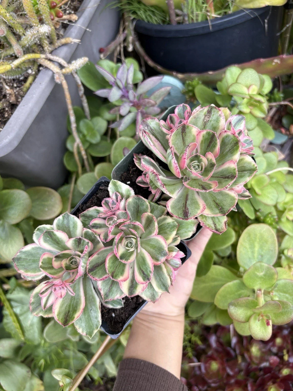 Aeonium Fuji Cuttings - Succulent Plant Propagation Material - Crassulaceae, Rosette-Forming