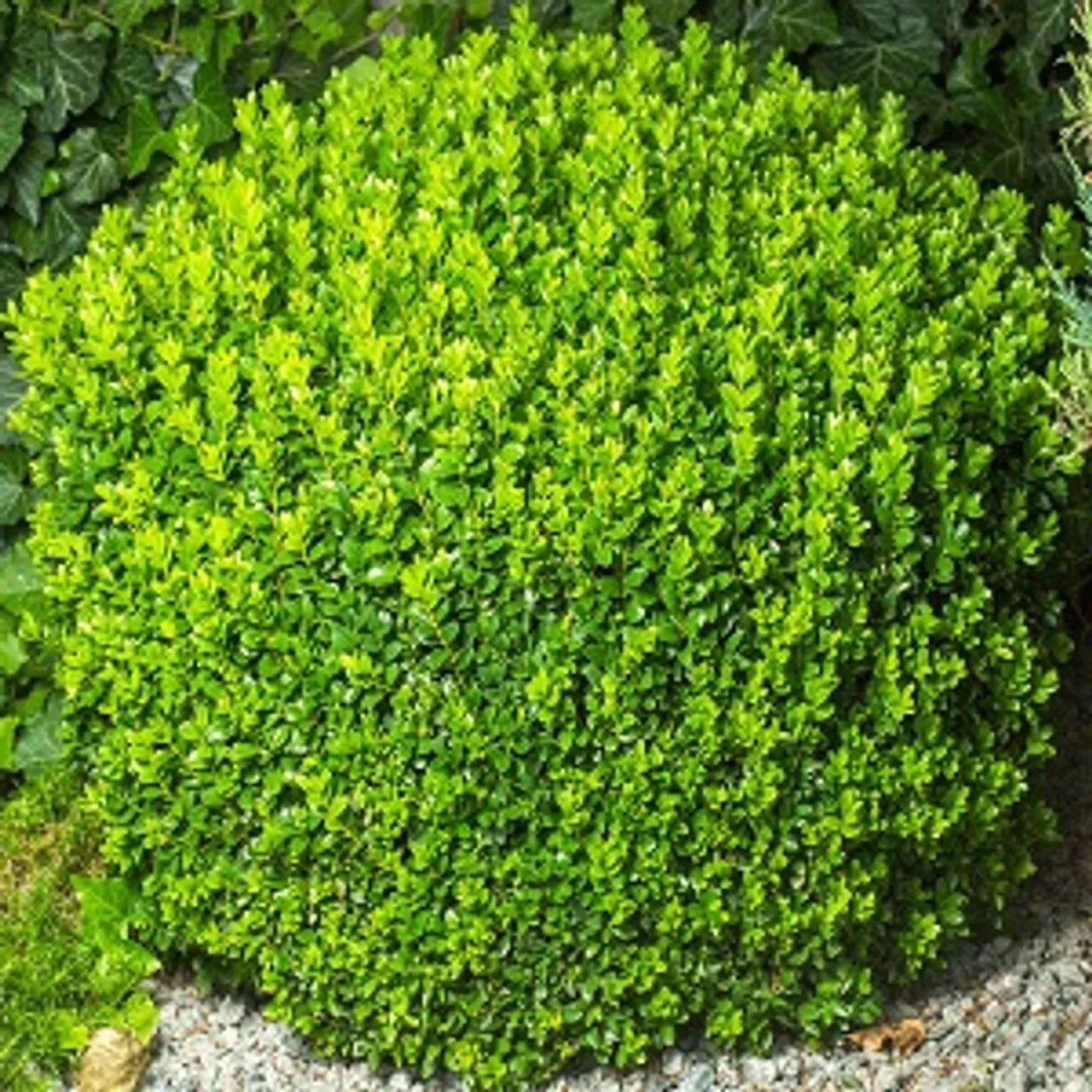 Green Velvet Boxwood Plants - 3 Pack in 2.5'' Pots - Evergreen Shrub Buxus 'Green Velvet' - Zones 5-9