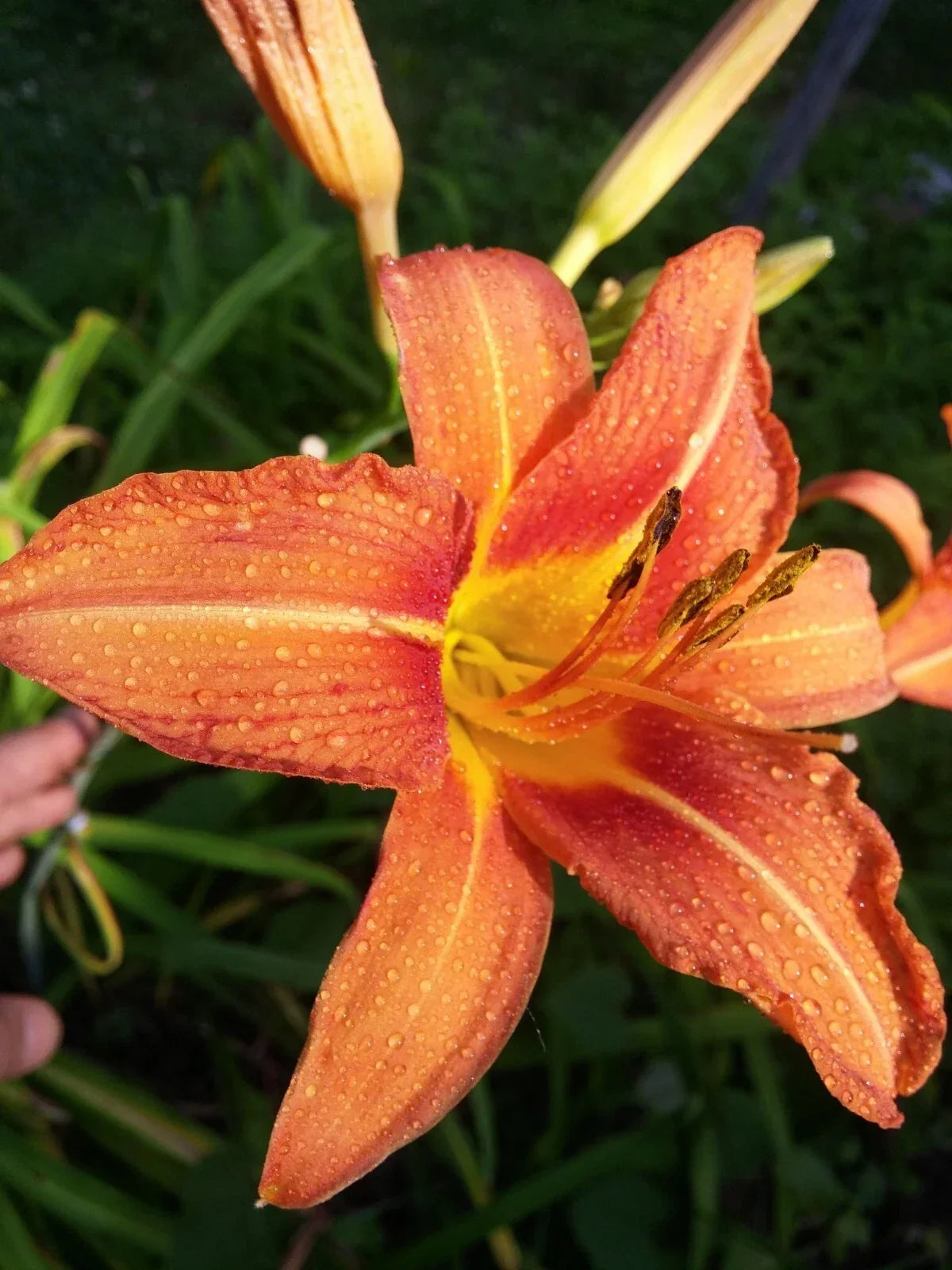 Orange Daylily Bulbs - 40 Rhizomes - Hemerocallis Fulva - Perennial Garden Flowers for Borders & Landscapes