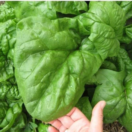 Giant Noble Spinach Seeds - 135 Count, Large 25" Leaves, Non-GMO, Spinacia oleracea, Home Garden & Commercial Cultivation
