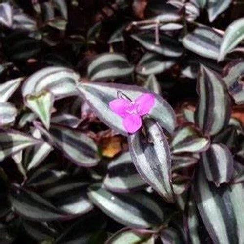 Tradescantia Zebrina Cuttings – 50 Propagation Plantlets with Purple and Green Foliage, Easy Care Houseplant