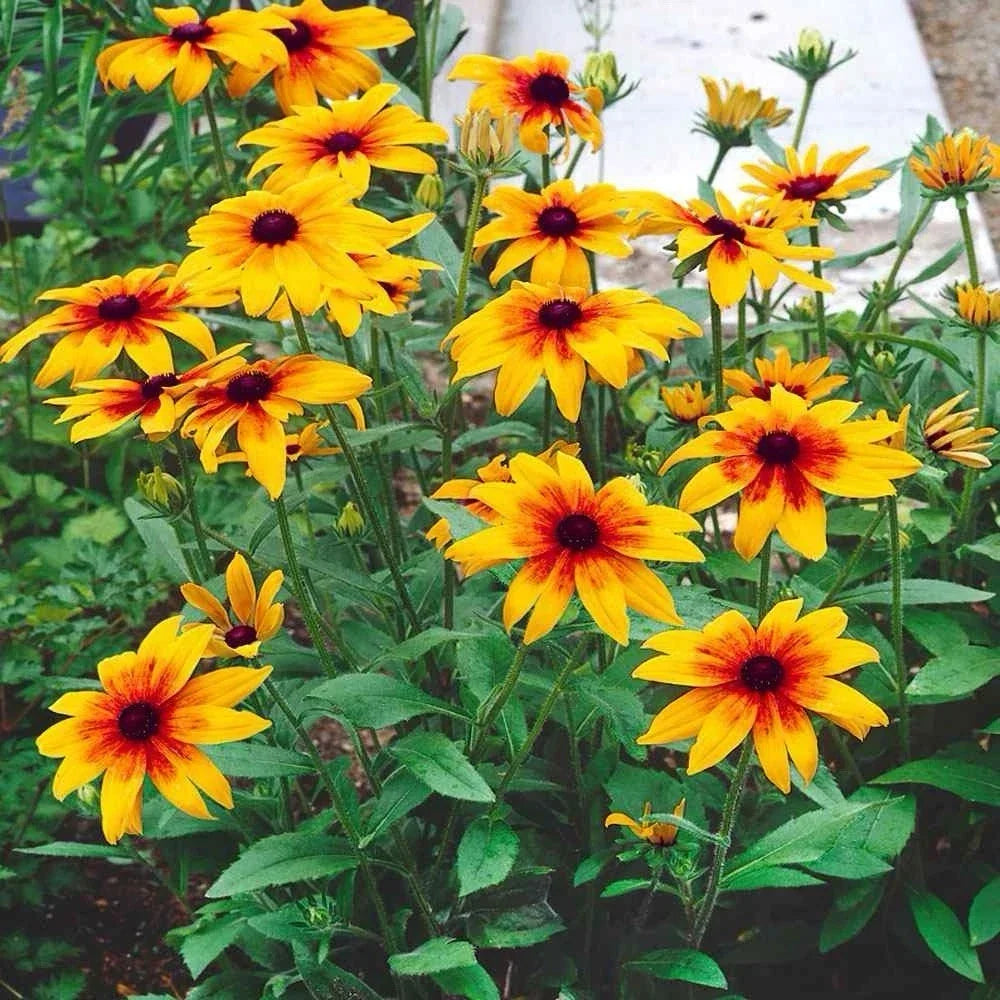 Gloriosa Daisy Seeds 1000+ Rudbeckia Hirta Butterfly Attracting Wildflower for Garden, Full Sun, Easy to Grow