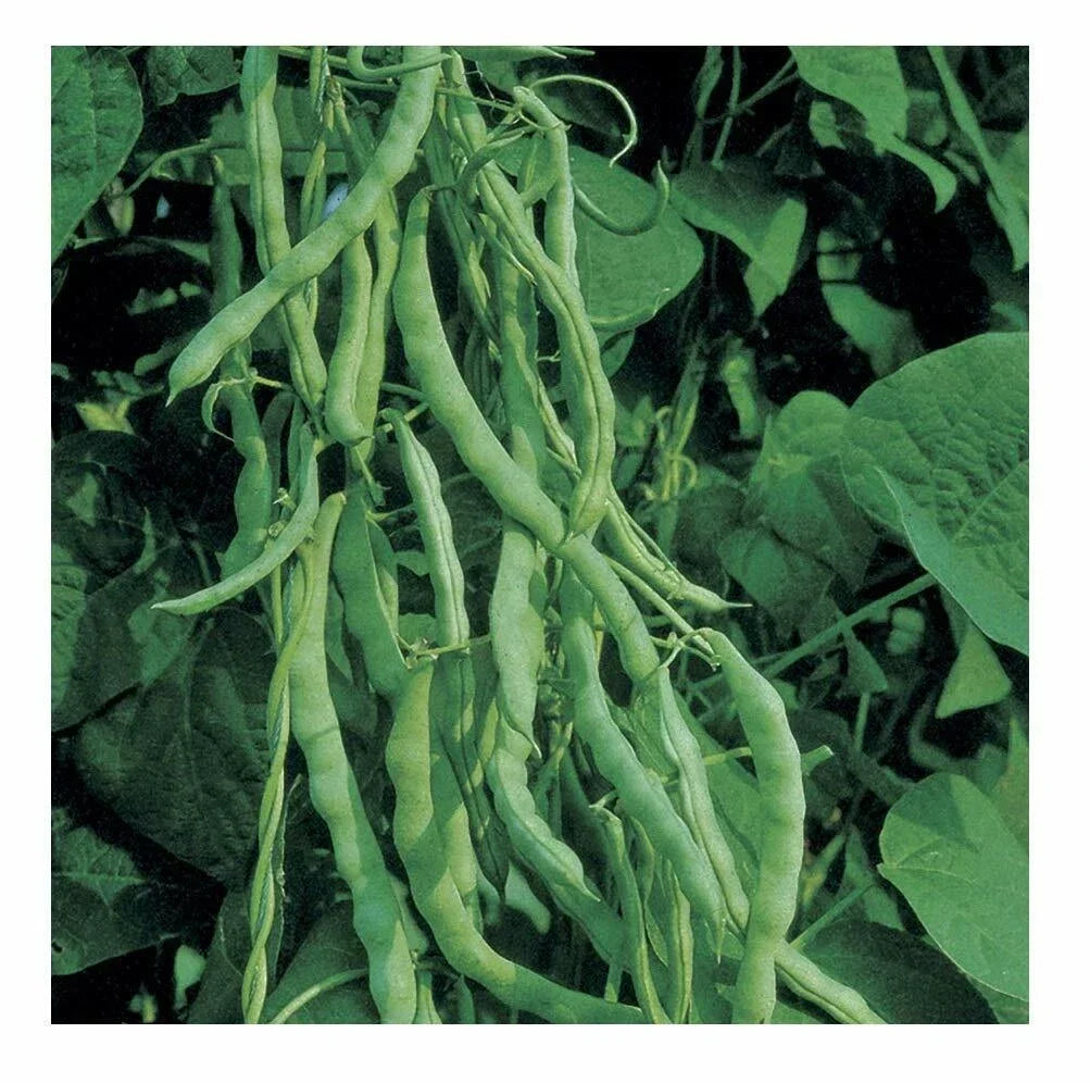 Kentucky Wonder 125 Bush Green Bean Seeds Non-GMO Heirloom Organic Gardening, Phaseolus vulgaris