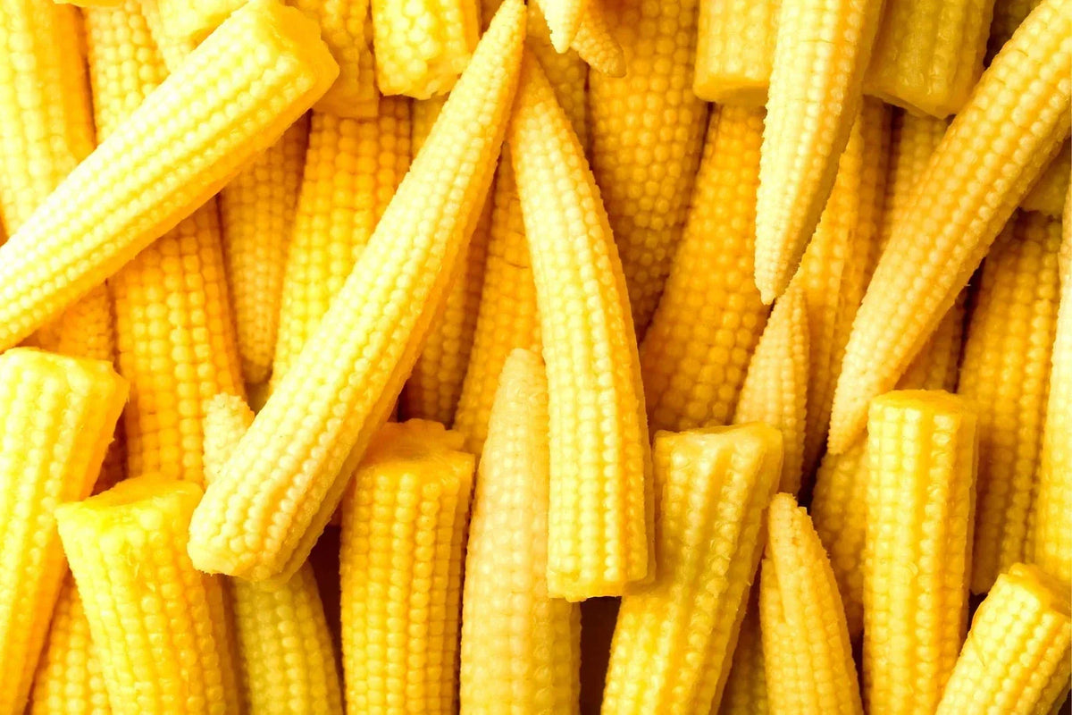 Japanese Baby Corn Seeds - 20 Seeds for Planting | Zea mays var. japonica