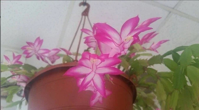 Thanksgiving Christmas Cactus Starter Plant 4" Pink White Schlumbergera Succulent Indoor Garden