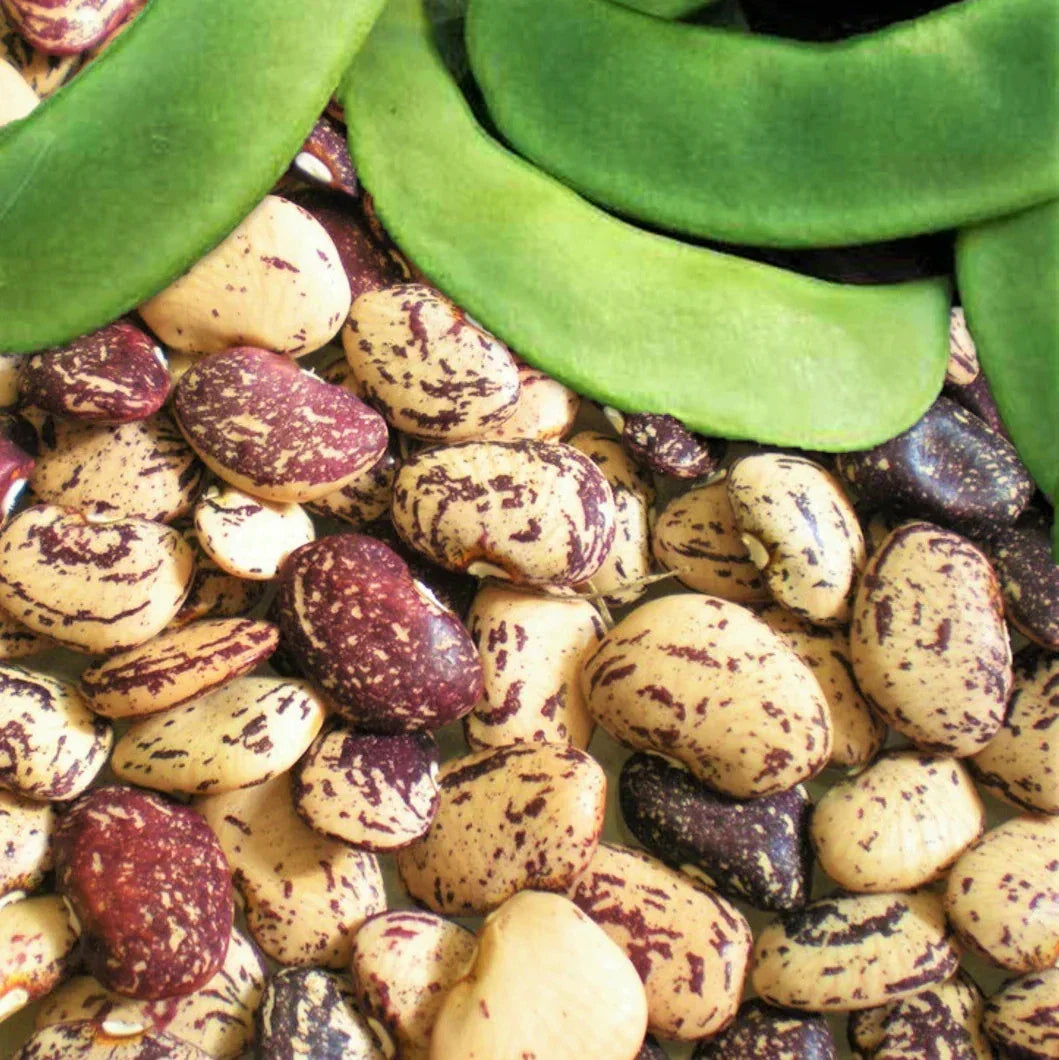 Jackson Wonder Lima Bean Seeds - Speckled Baby Butter Beans - Phaseolus lunatus - 2025 Planting