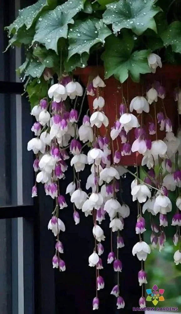 25+ Purple White Weeping Begonia Seeds - Begonia pendula - USA Free Shipping