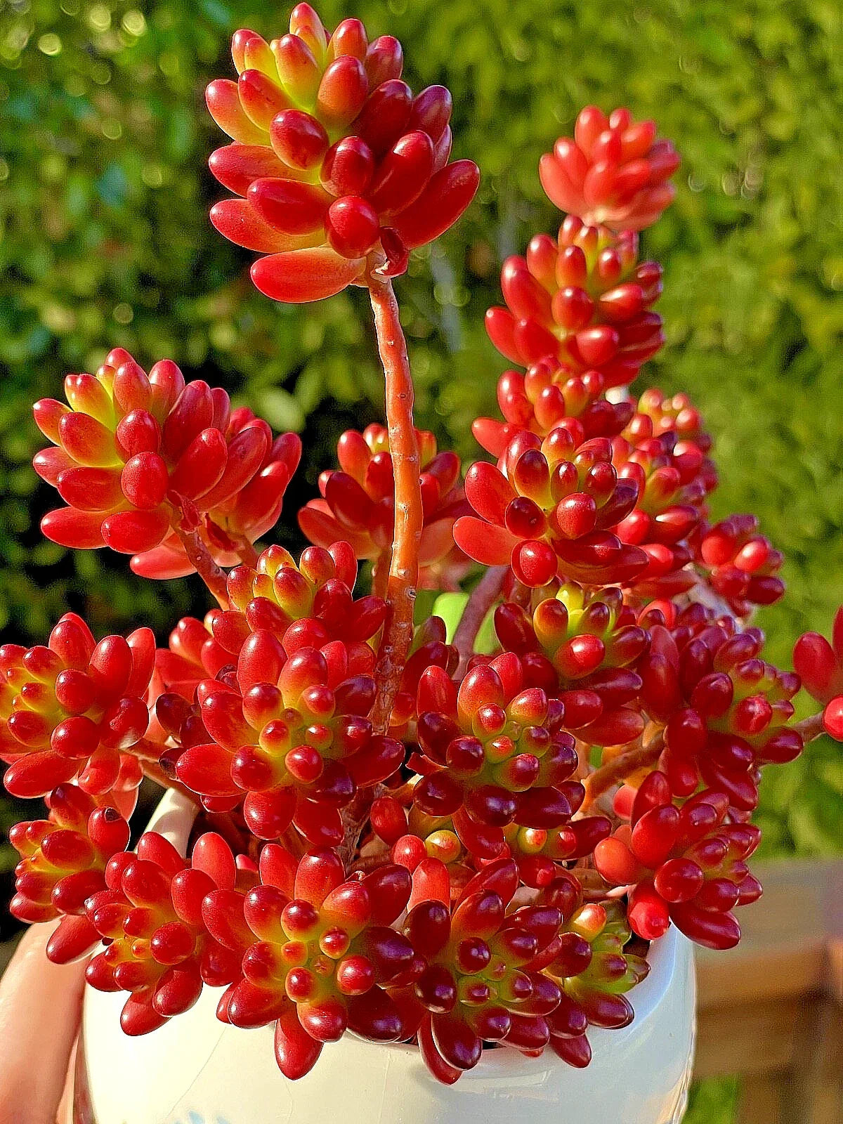Sedum Rubrotinctum Jelly Bean Cutting - Rare Succulent Plant for Indoor Gardening & Terrariums