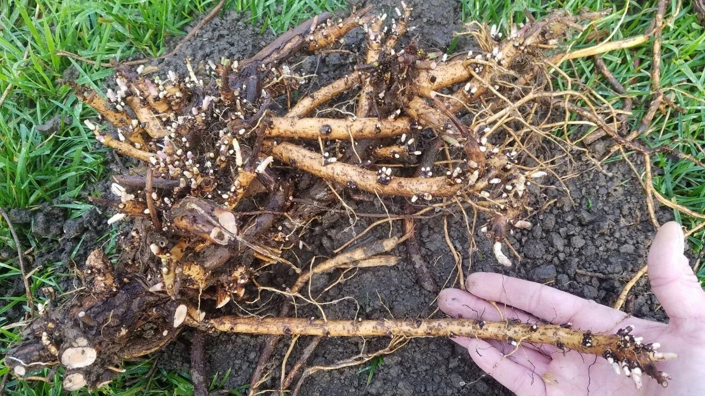 Hop Rhizomes Jumbo Size Organic Fresh Roots - Cascade, Columbus, Glacier, Nugget, Chinook, Mt. Hood Humulus lupulus